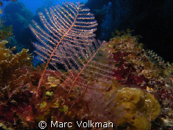 small branch corals hug the reef at Palancar Horseshoe di... by Marc Volkman 